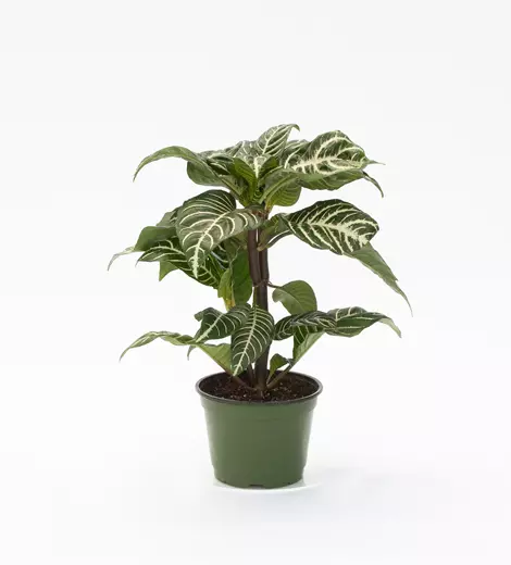 What Is The Best Soil For Zebra Plant