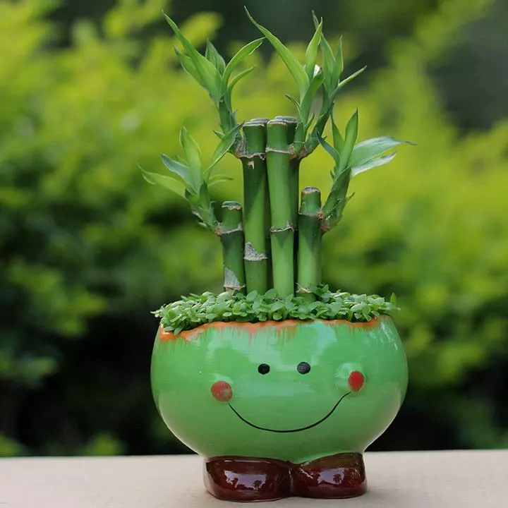 How To Repot Lucky Bamboo