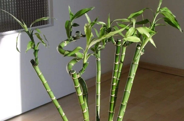 How To Trim Lucky Bamboo?