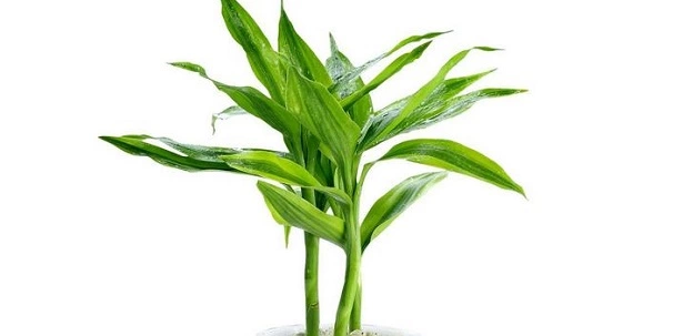 What Is The Best Fertilizer For Lucky Bamboo?