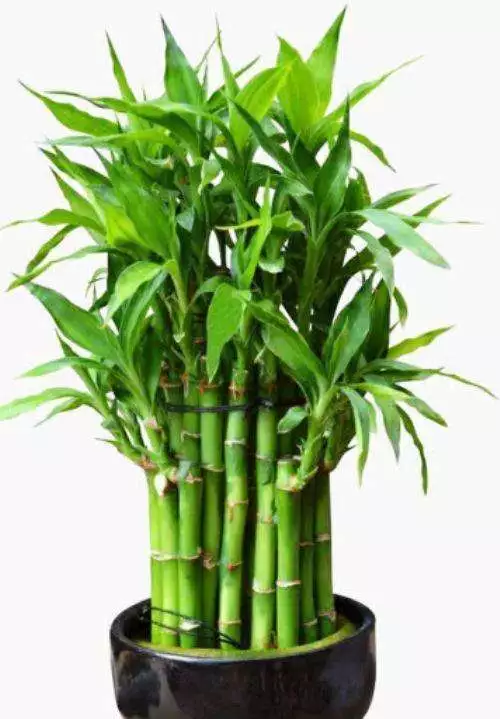 What Is The Best Fertilizer For Lucky Bamboo