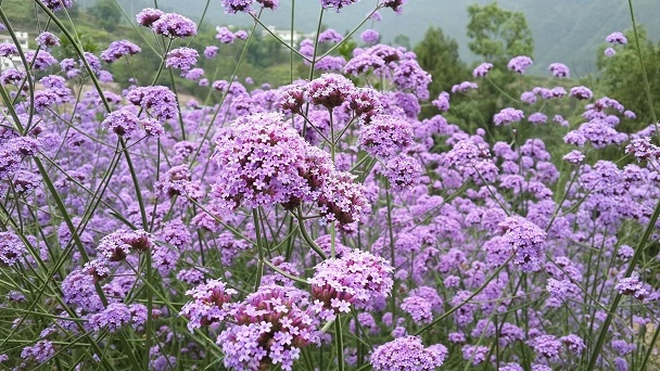 How Much Light Does Verbena Need?