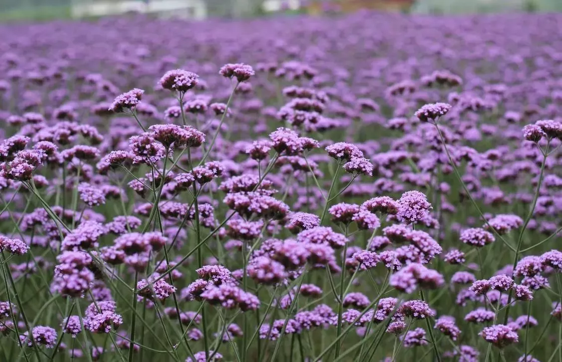 How Much Light Does Verbena Need