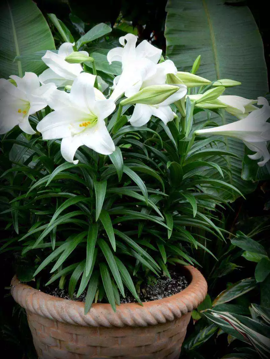 How To Grow And Care For Easter Lily