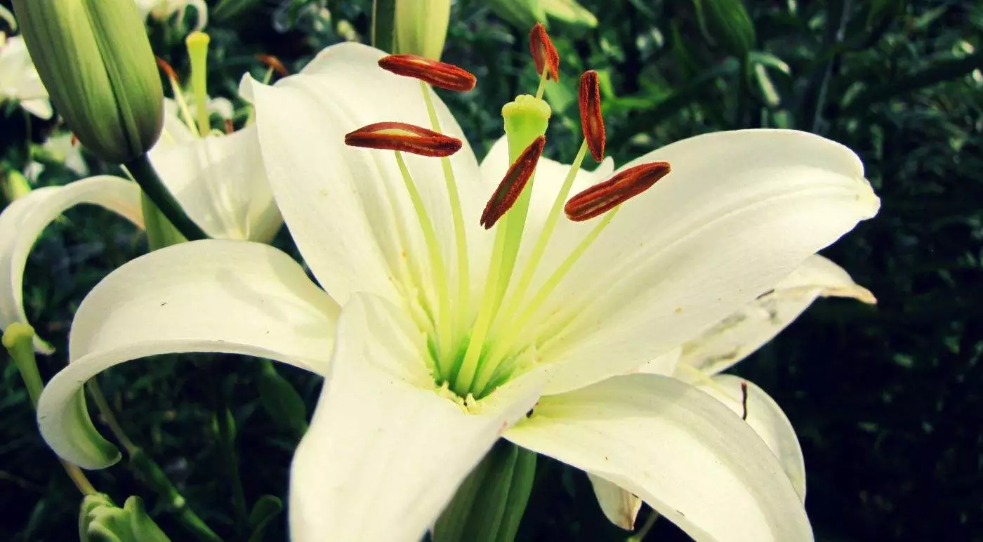 How To Grow And Care For Easter Lily