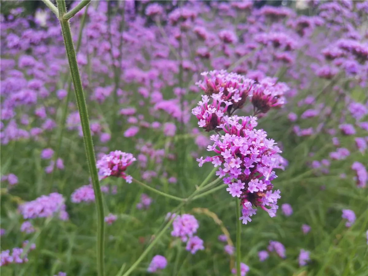 Is Verbena Toxic to Dogs