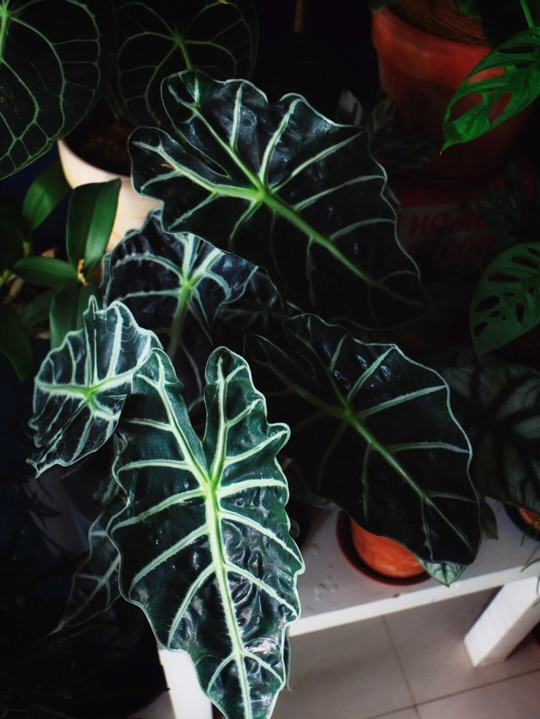 Does Alocasia Polly Bloom Flower