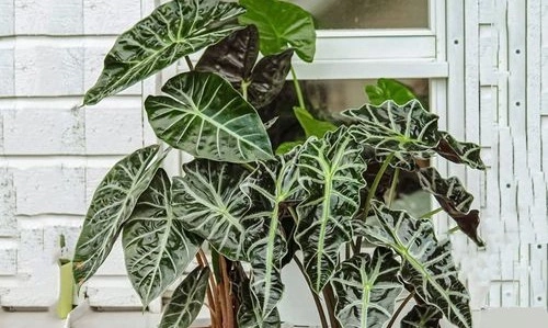 How Much And How Often To Water Alocasia Polly?