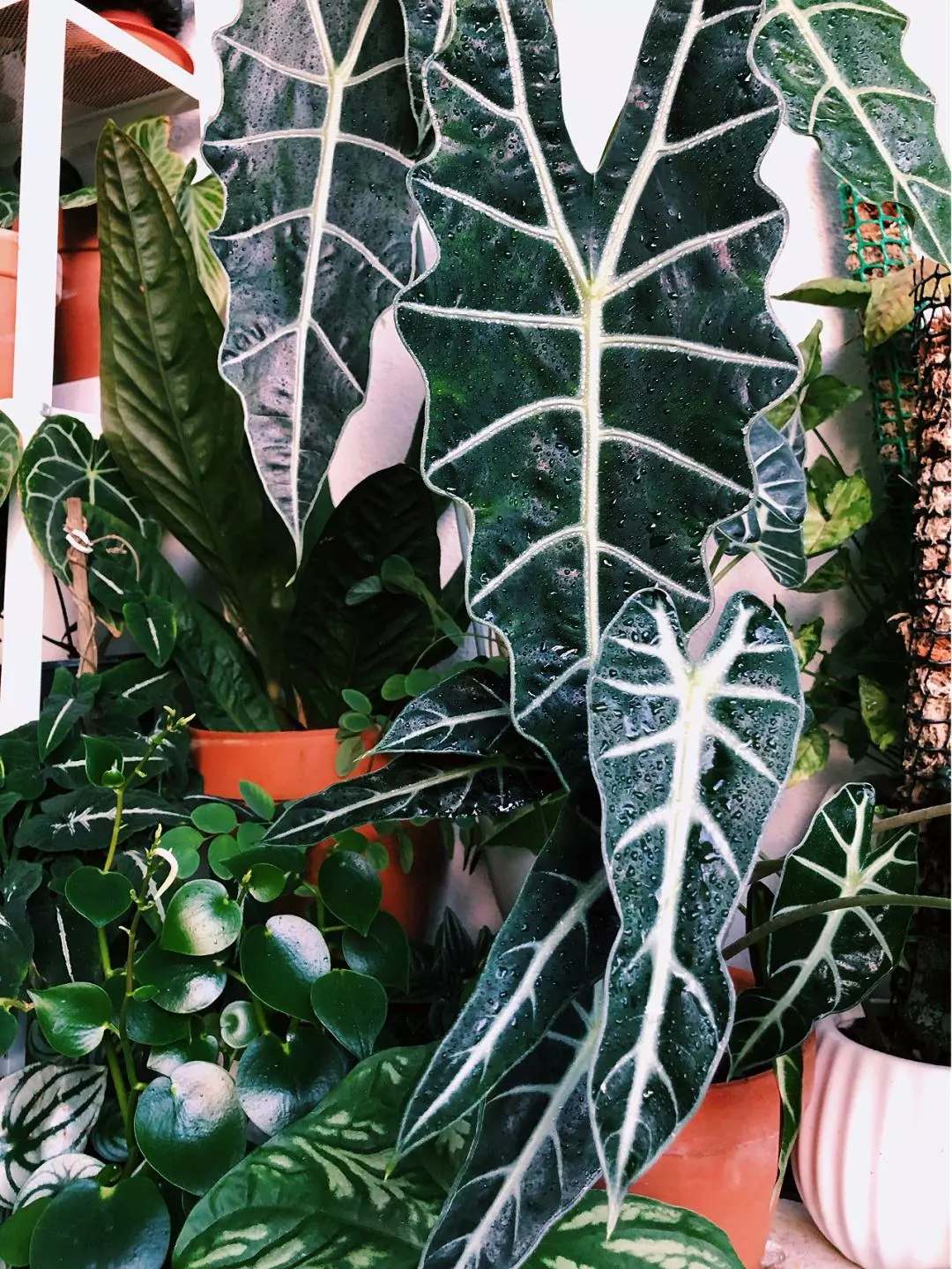 How Much Light Does Alocasia Polly Need