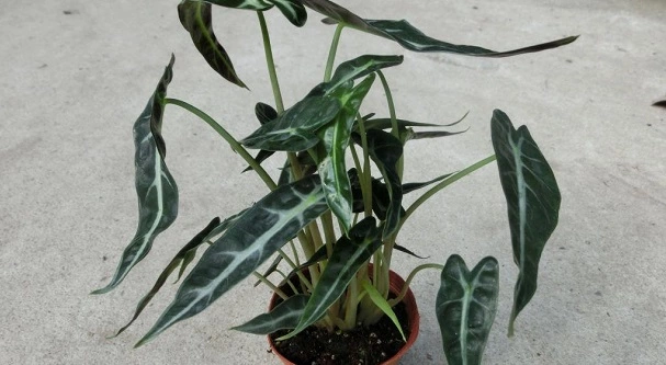 How To Repot Alocasia Polly?