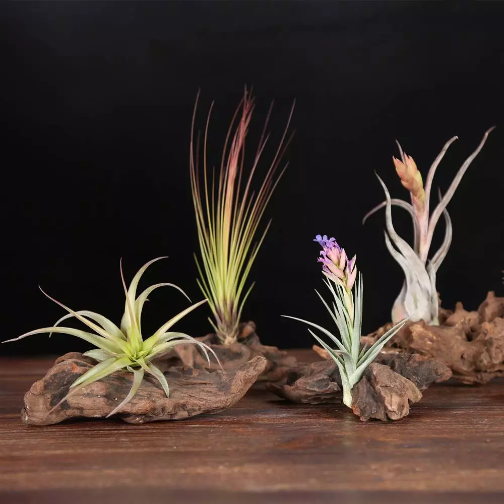 How To Grow And Care For Tillandsia Ionantha