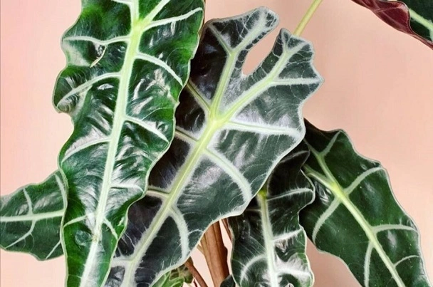 What Is The Best Soil For Alocasia Polly?
