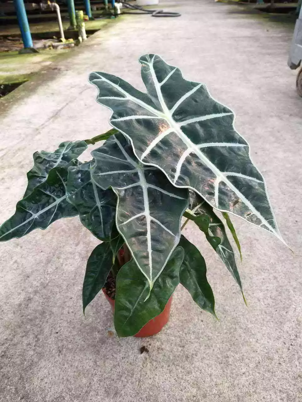 What Is The Best Soil For Alocasia Polly