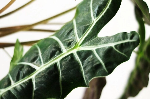 Why Are My Alocasia Polly Drooping?