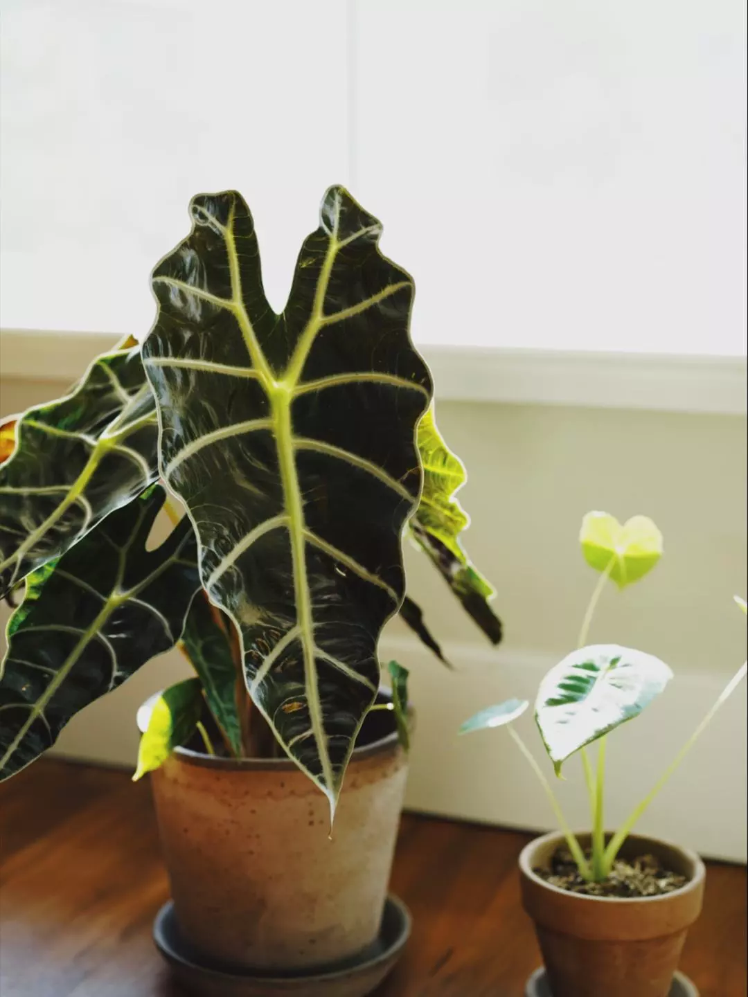 Why Are My Alocasia Polly Drooping