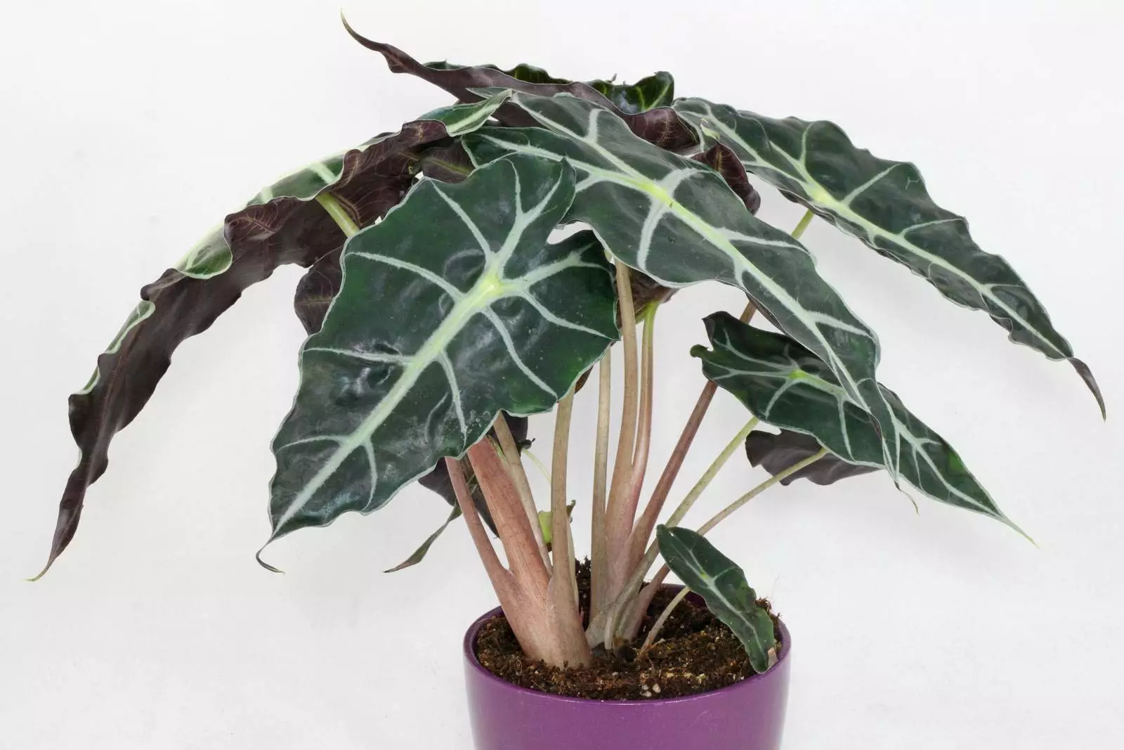 Why Are My Alocasia Polly Leaves Turning Yellow