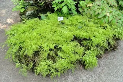 Are There Different Varieties of Maidenhair Ferns