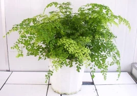 Are There Different Varieties of Maidenhair Ferns