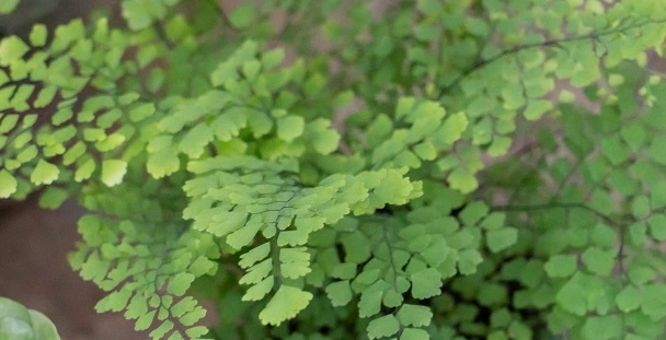 How To Save My Maidenhair Fern Brown Leaves?