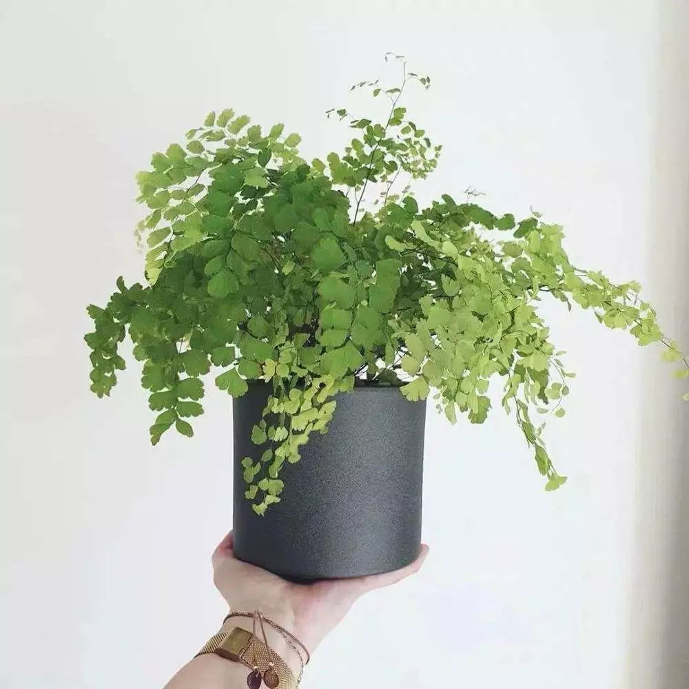 How To Save My Maidenhair Fern Brown Leaves