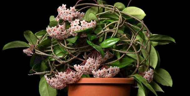 How To Grow And Care For Hoya Krimson Queen?
