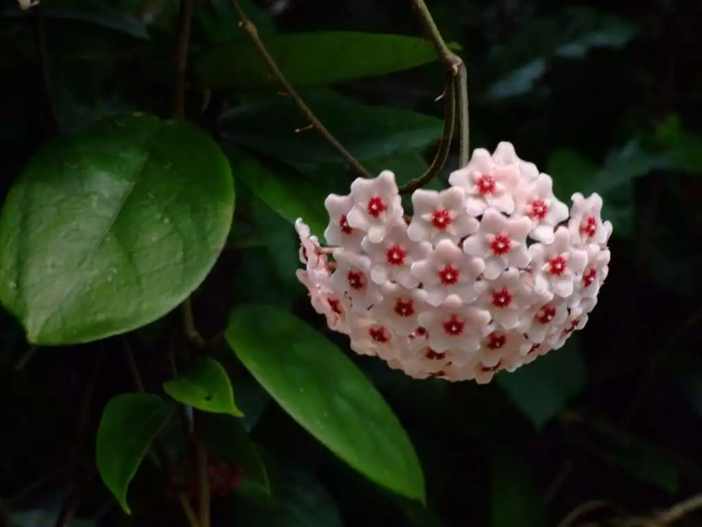How To Grow And Care For Hoya Krimson Queen