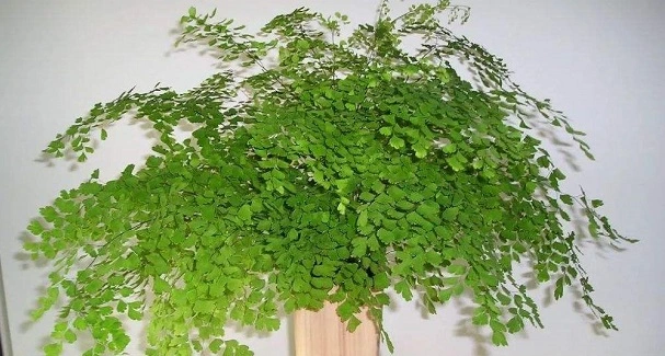 Is Maidenhair Fern Toxic to Cats?