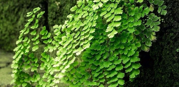 What Is The Best Soil For Maidenhair Fern?