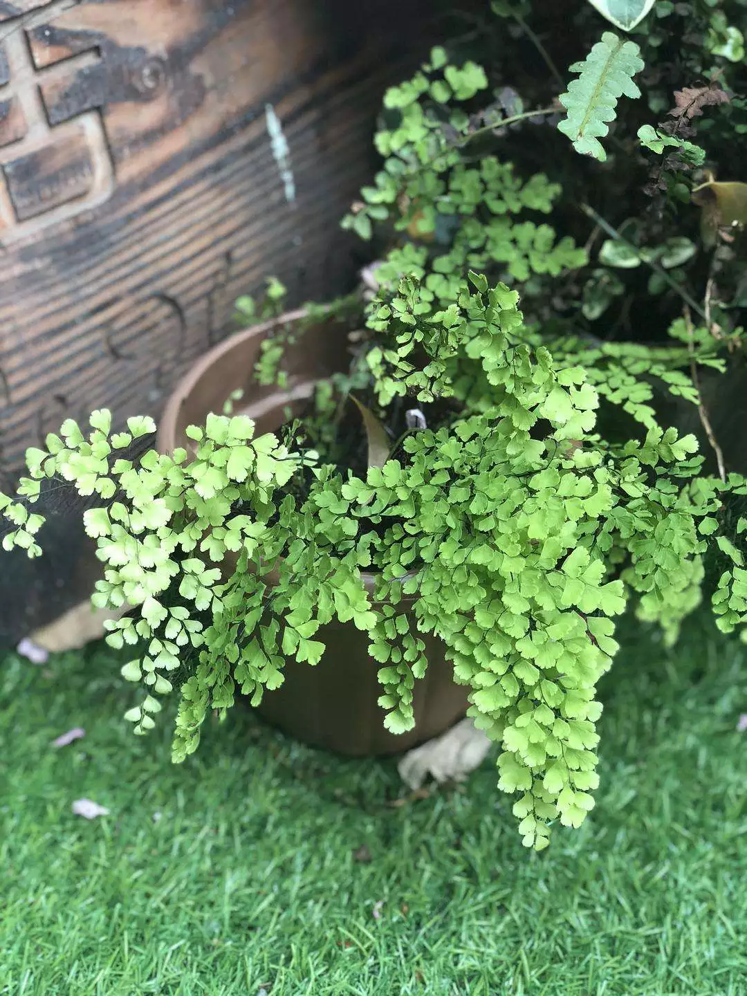 What Is The Best Soil For Maidenhair Fern