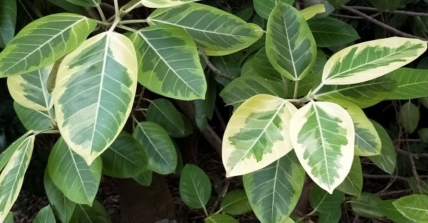How To Grow And Care For Ficus Elastica Tineke?