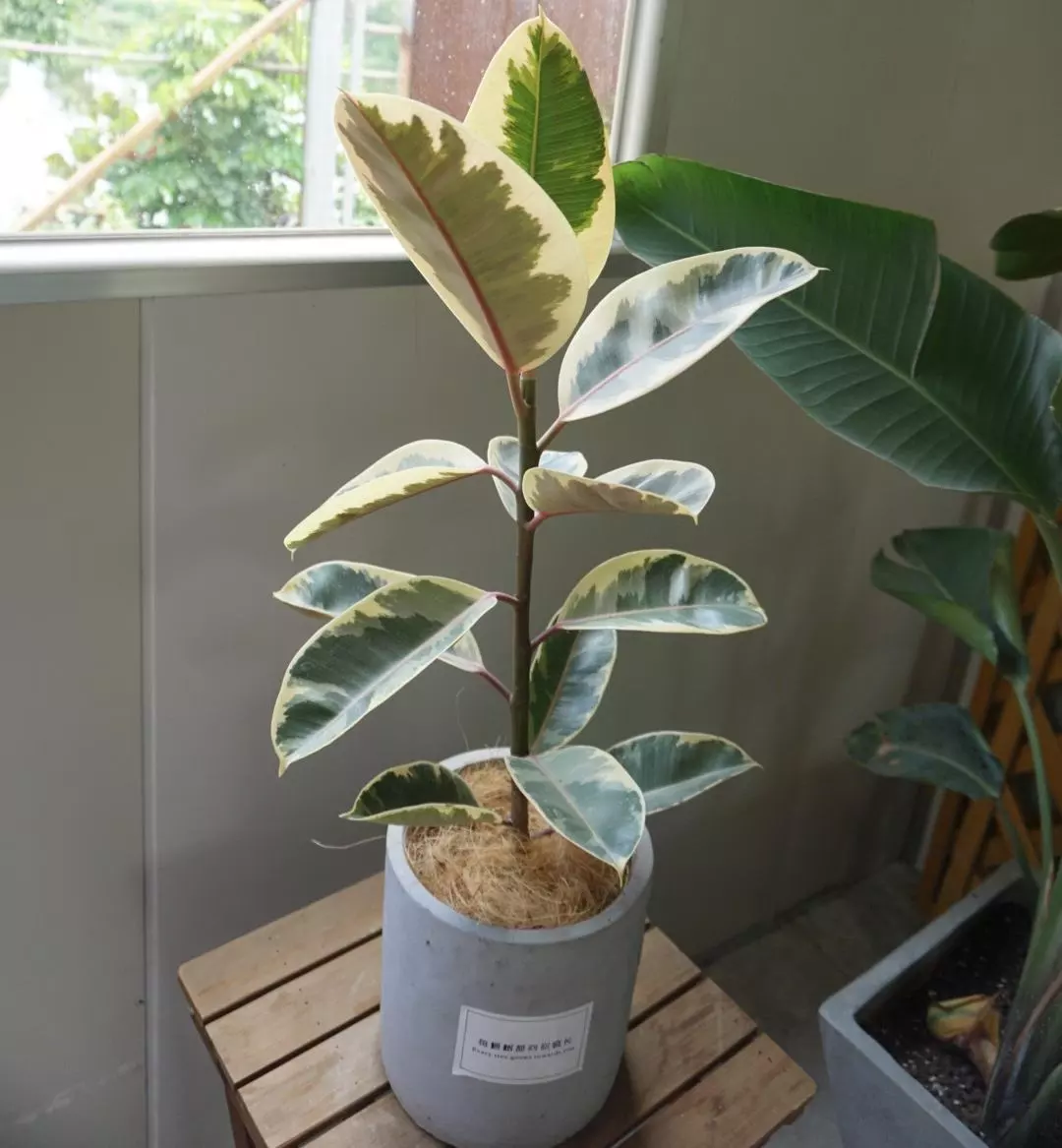 How To Grow And Care For Ficus Elastica Tineke