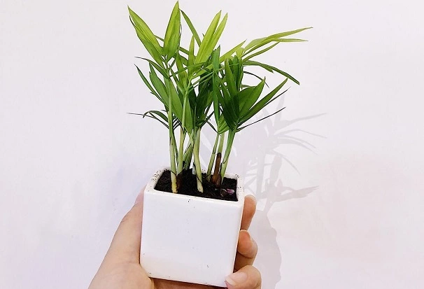 How To Water Parlor Palm?