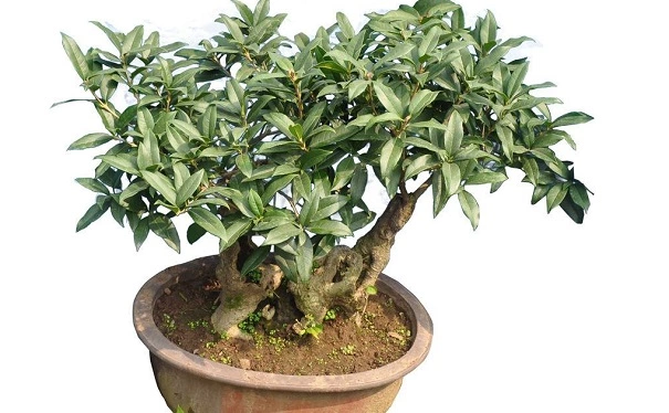 How To Grow Tea Olive Tree In Container?