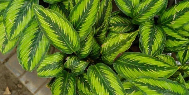 How To Grow And Care For Calathea Beauty Star?