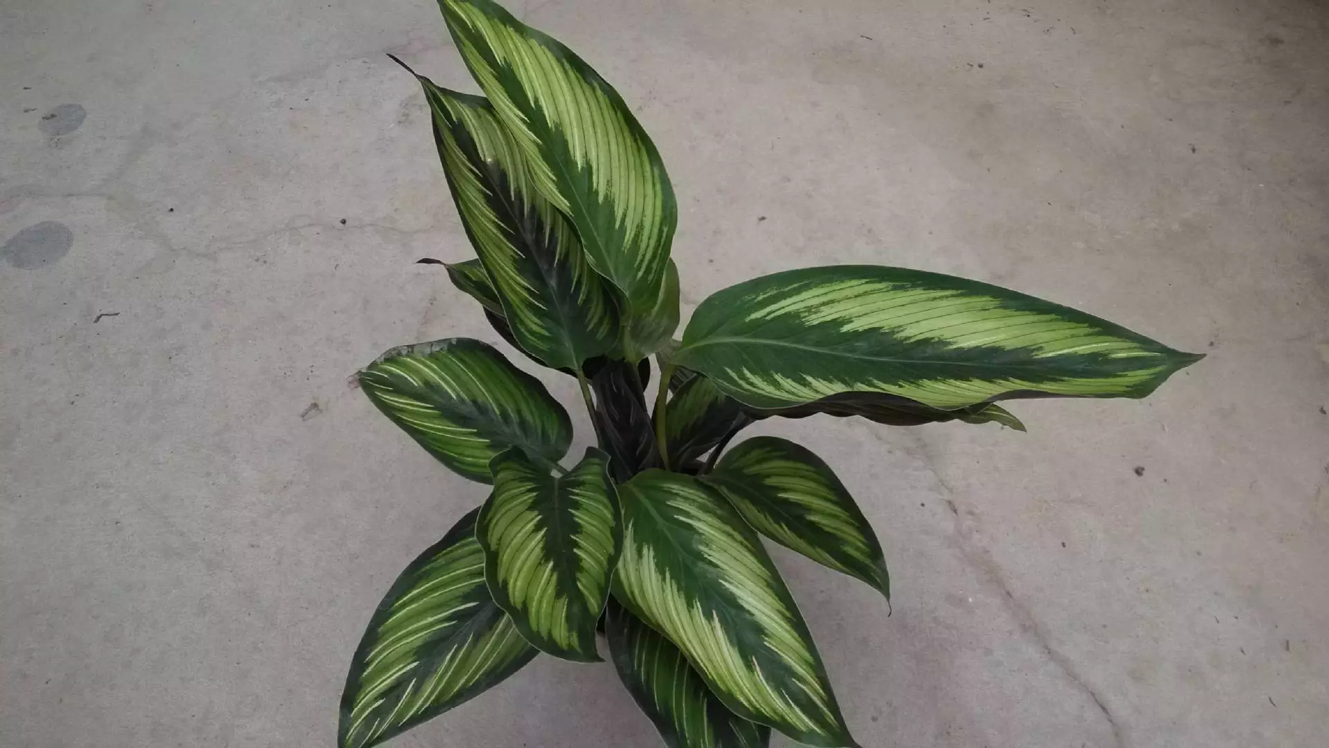 How To Grow And Care For Calathea Beauty Star