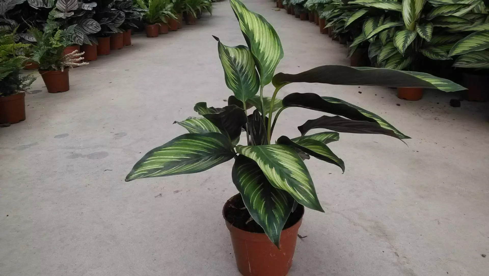 How To Grow And Care For Calathea Beauty Star