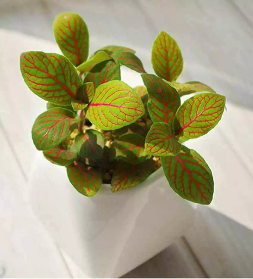 How To Save My Nerve Plant Leaves Curling