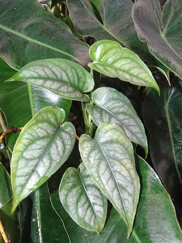 How To Grow And Care For Monstera Siltepecana
