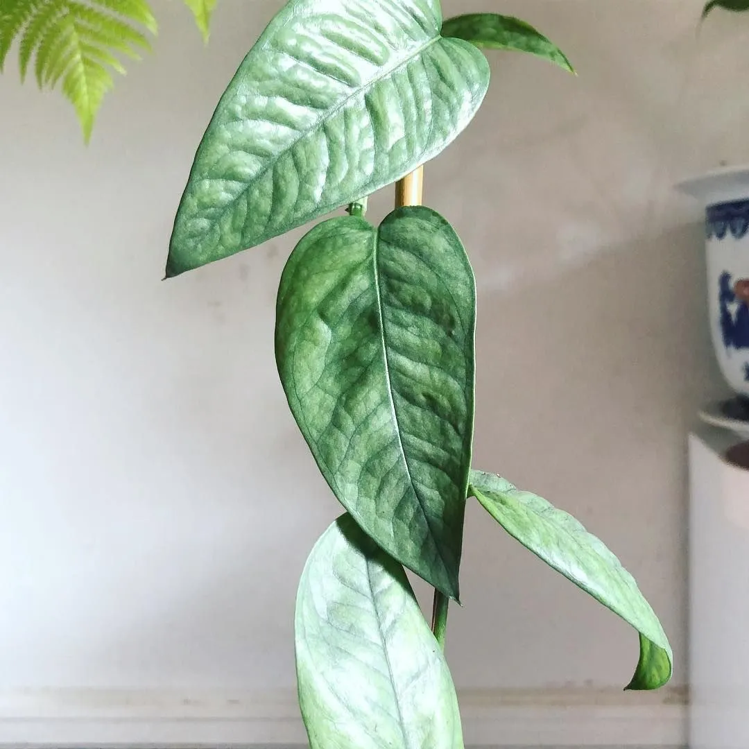 How To Grow And Care For Monstera Siltepecana