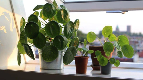 How Much Light Does Pilea Peperomioides Need?