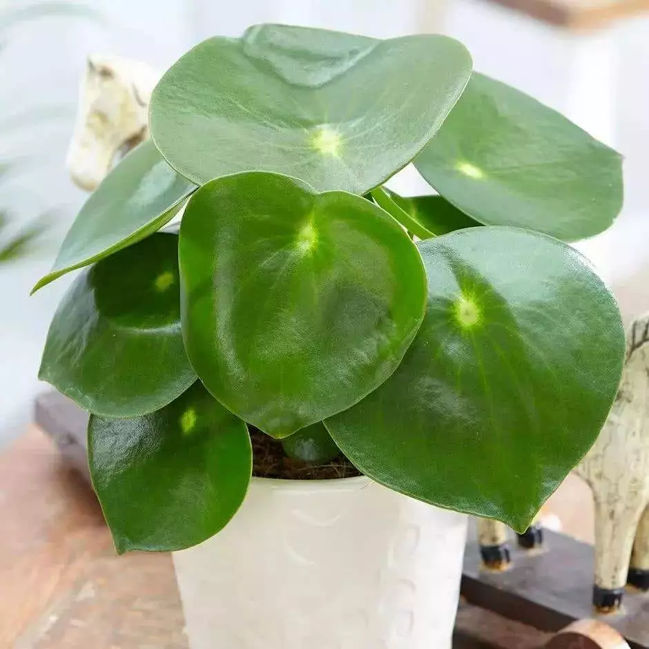 How Much Light Does Pilea Peperomioides Need