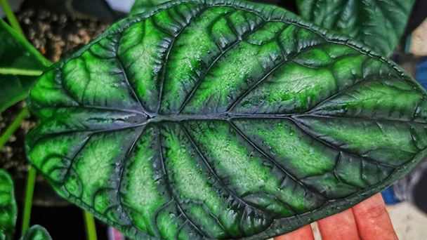 How To Grow And Care For Alocasia Dragon Scale?