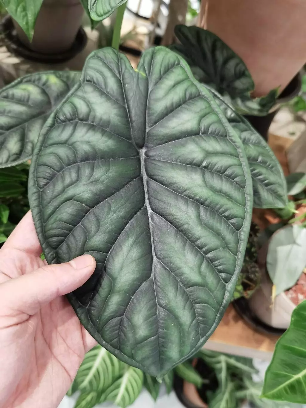How To Grow And Care For Alocasia Dragon Scale