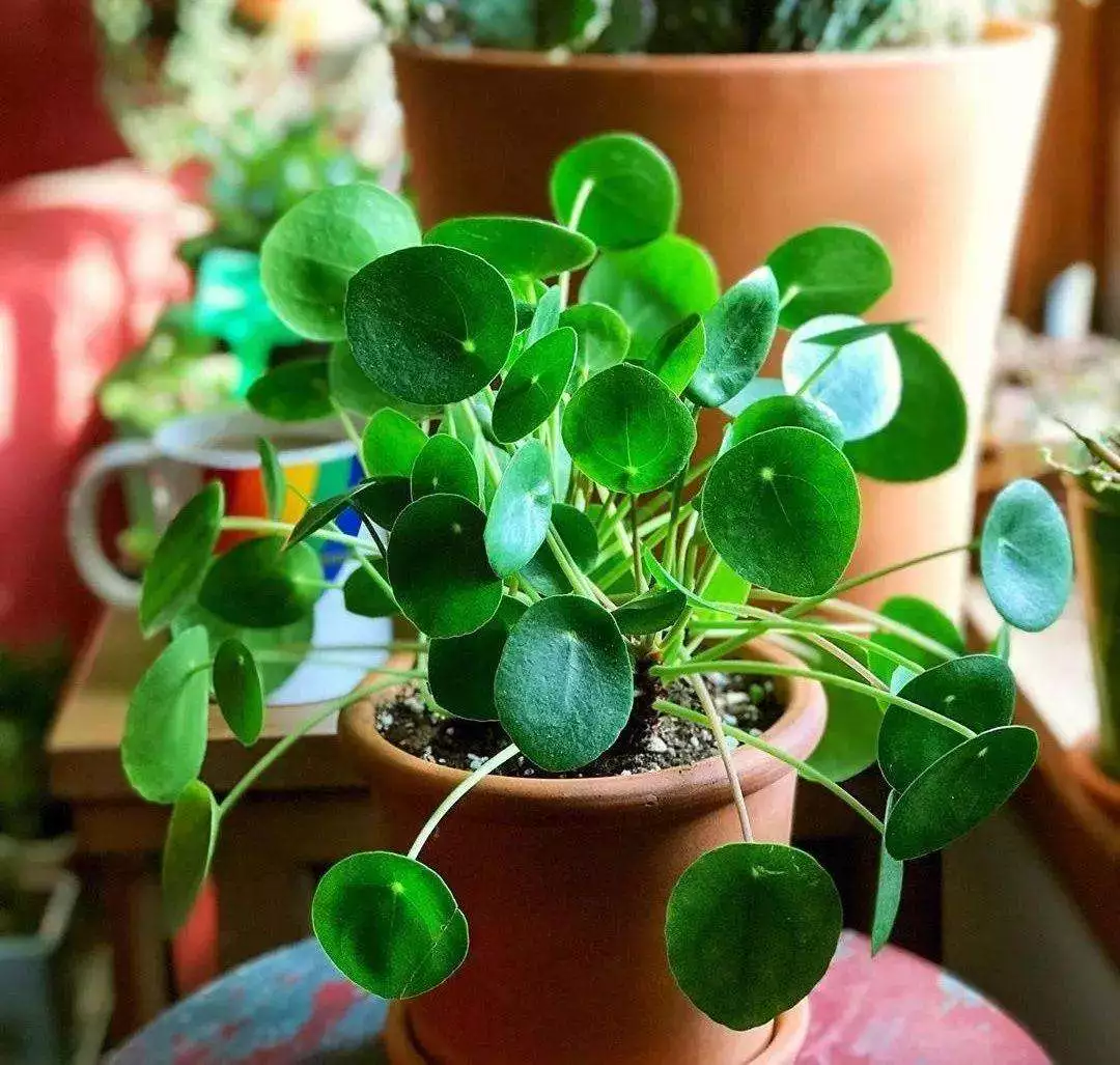 How To Water My Pilea Peperomioides