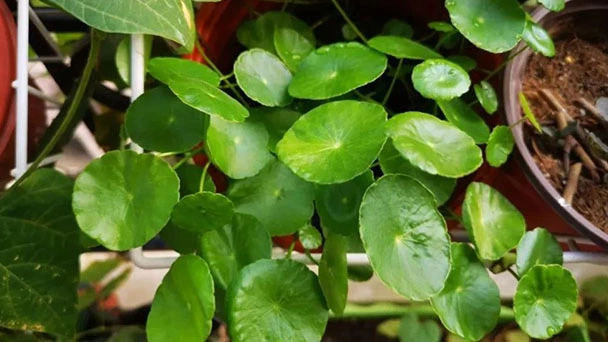 Is Pilea Peperomioides Toxic To Cats?