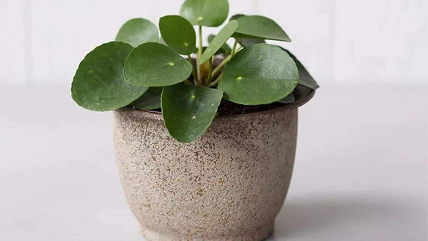 What  Is The Best Soil For Pilea Peperomioides?