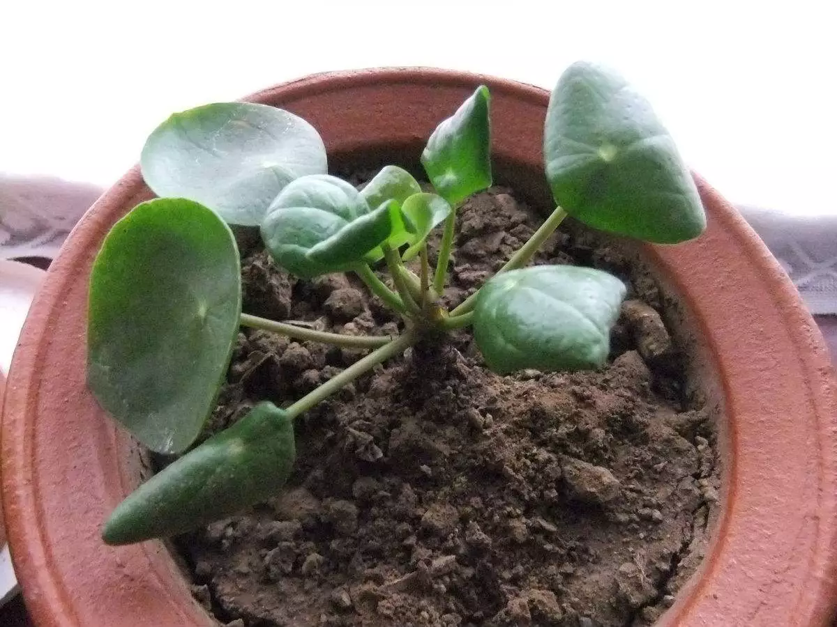 What  Is The Best Soil For Pilea Peperomioides