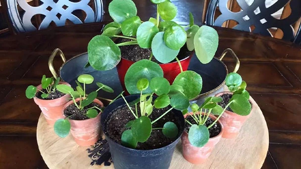 Why Does My Pilea Peperomioides Have Yellow Leaves?
