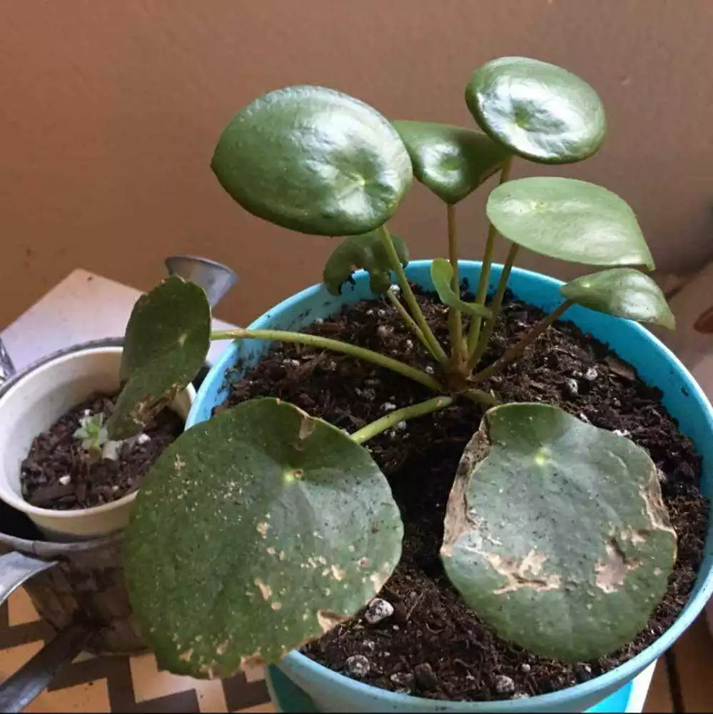 Why Does My Pilea Peperomioides Have Yellow Leaves