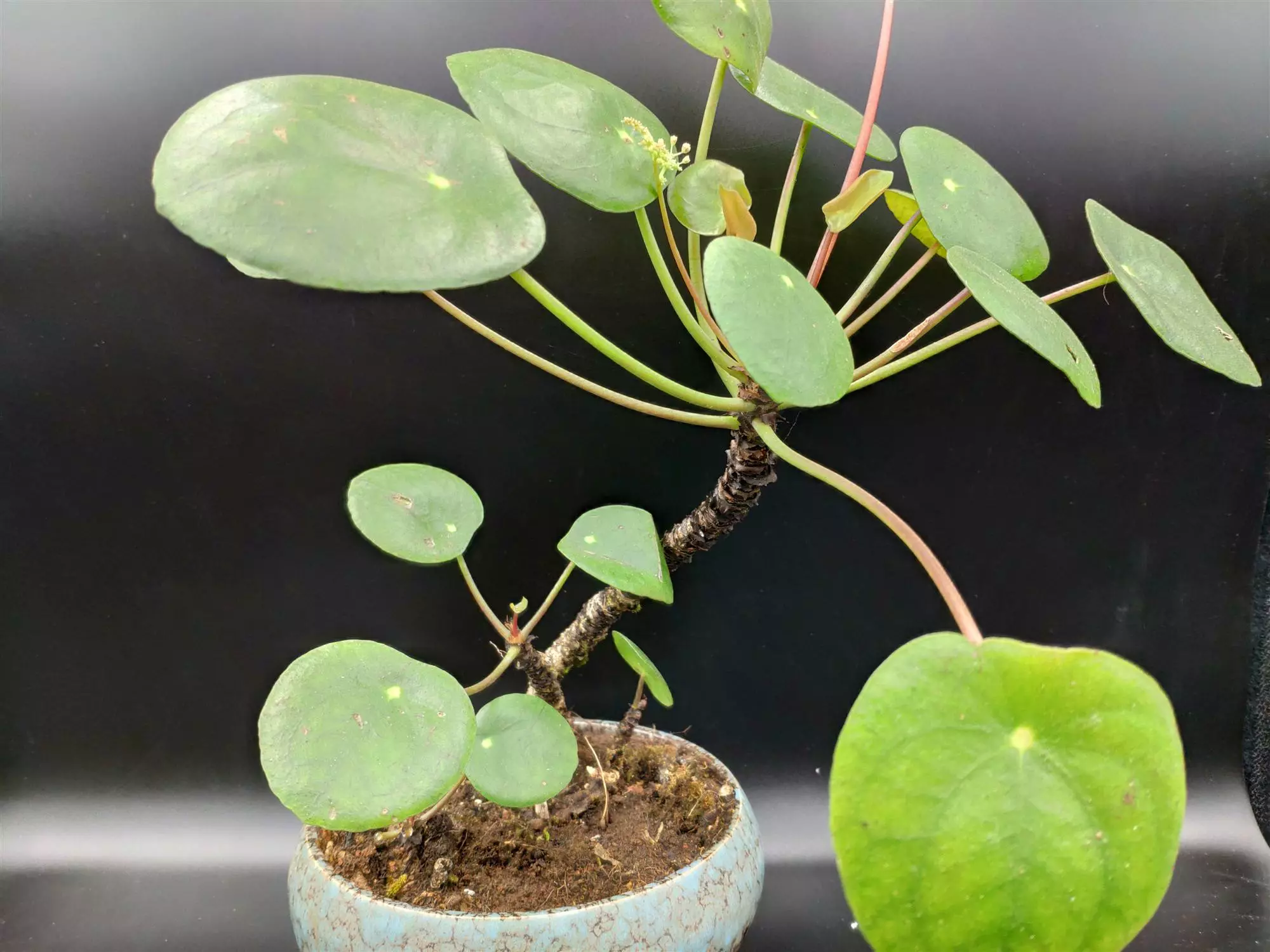 Why Does My Pilea Peperomioides Leaves Curling